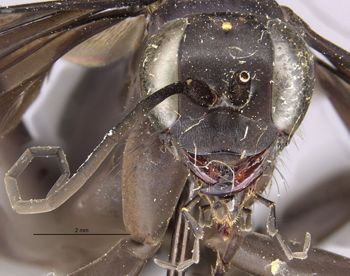 Media type: image;   Entomology 10019 Aspect: head frontal view